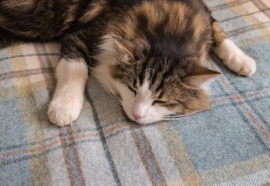 Tekir kedi soluk mavi tartan üzerinde uyuyor. Kopya alanı ile birlikte fırlatın.
