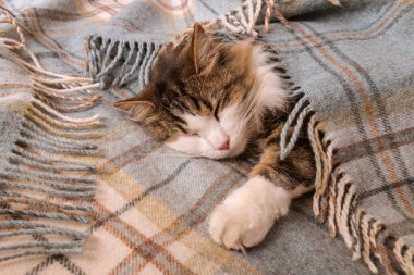 Bitkin tekir kedi tartan yün battaniyenin altında