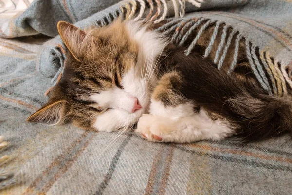 Nahaufnahme Einer Gestromten Katze Schlafend Zusammengerollt Einer Hellblauen Wolldecke Mit — Stockfoto