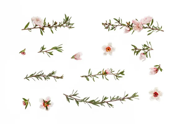 Kolekcja Nowozelandzkich Manuka Drzewa Kwiaty Rozkwicie Izolowane Białym Tle — Zdjęcie stockowe
