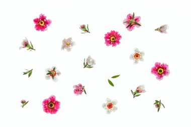 Beyaz arkaplanda düzenlenmiş pembe ve beyaz Yeni Zelanda manuka ağacı çiçekleri