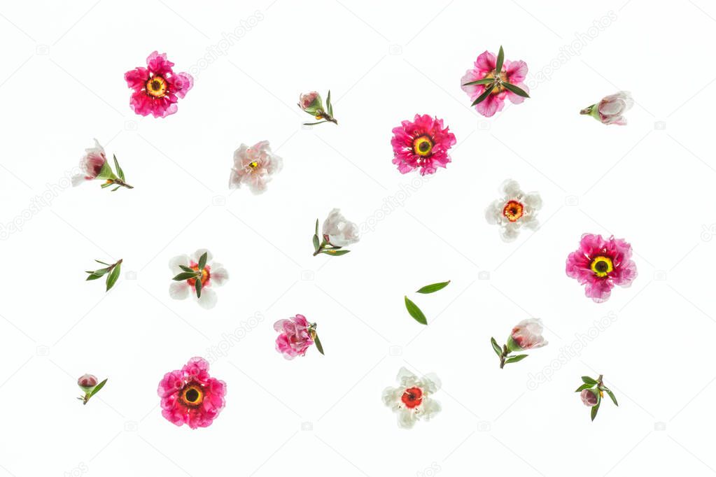 pink and white New Zealand manuka tree flowers arranged on white background