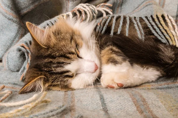 Tabby Kätzchen Schlafen Zusammengerollt Unter Wollener Schottendecke — Stockfoto