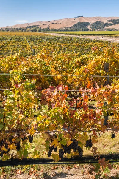 Nowa Zelandia Pinot Noir Winnice Dojrzałych Winogron Jesiennych Liści — Zdjęcie stockowe