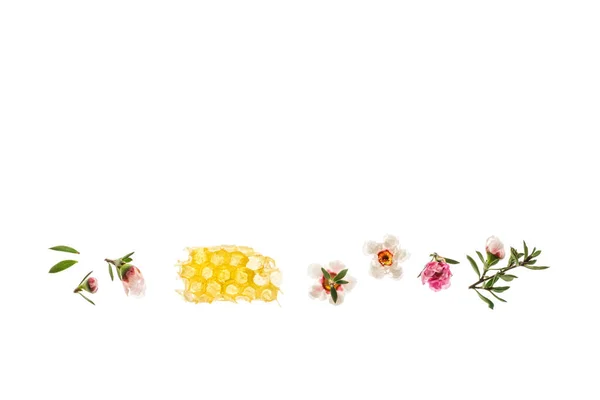 Manuka Kwiaty Plaster Miodu Czystego Miodu Manuka Ułożone Białym Tle — Zdjęcie stockowe