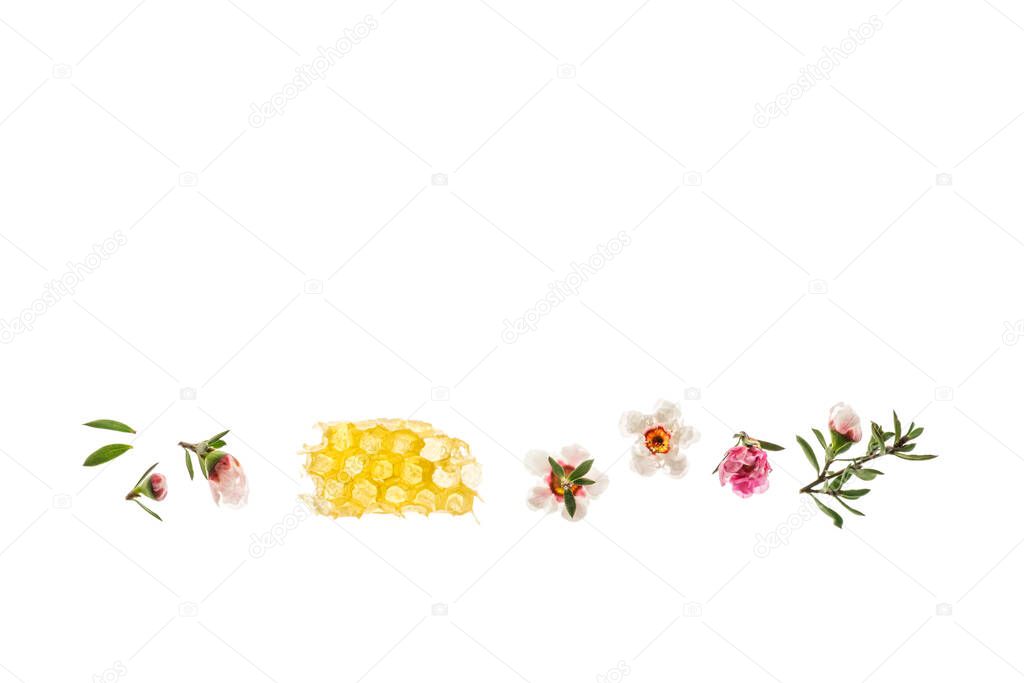manuka flowers and honeycomb with pure manuka honey arranged on white background with copy space above