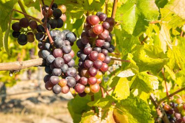 bunches of shiraz grapes ripening in organic vineyard at harvest time clipart