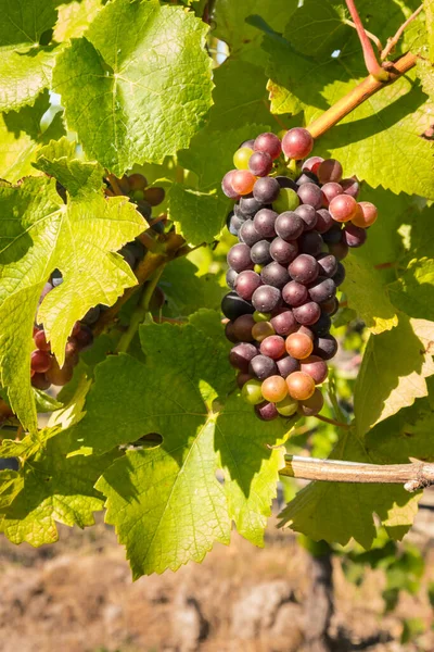 Bunch Syrah Grapes Growing Vine Vineyard Harvest Time — Stock Photo, Image