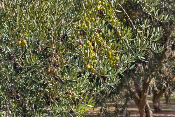 Olivenbäume Mit Reifen Grünen Oliven Olivenhain Zur Erntezeit — Stockfoto