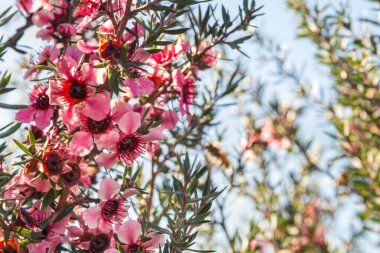 Pembe manuka ağacı çiçekleri mavi gökyüzüne karşı kopyalama alanı ile