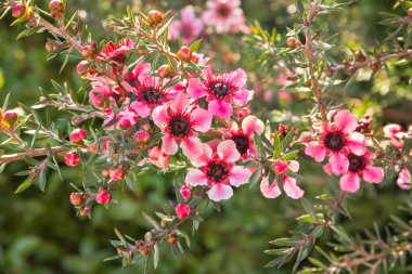 Pembe manuka ağacı çiçekleri bulanık arkaplan ve boşluğu kopyala