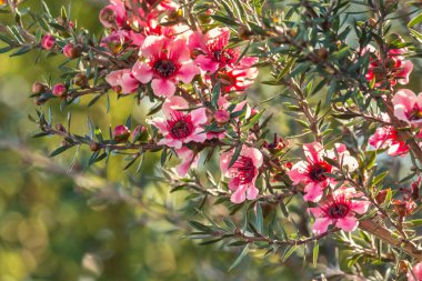 Yeni Zelanda manuka ağacı çiçek açmış ve arka planda bulanıklık var.