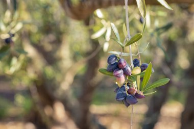 Olgun kalamata zeytinlerinin yakın plan çekimleri organik meyve bahçesinde yetişen zeytin ağaçları ve bulanık arka plan ve kopyalama alanı