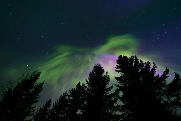 Coloridas Luces Boreales Cielo Nocturno Del Norte Siluetas Copas Árboles —  Fotos de Stock