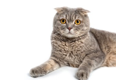 Beyaz bir arka plan üzerinde İngiliz lop-eared kedi