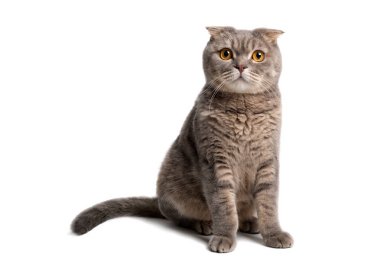 Beyaz bir arka plan üzerinde İngiliz lop-eared kedi