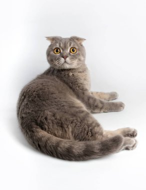 Beyaz bir arka plan üzerinde İngiliz lop-eared kedi