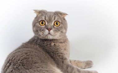 Beyaz bir arka plan üzerinde İngiliz lop-eared kedi