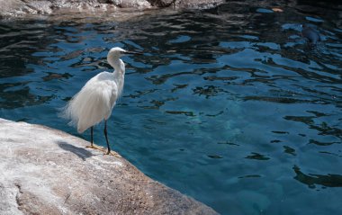 Suya yakın bir kaya üzerinde duran beyaz balıkçıl