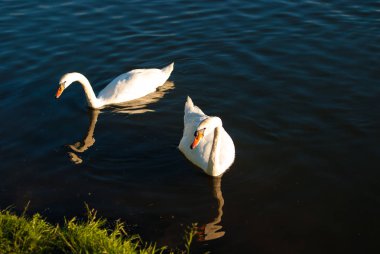 iki beyaz kuğular üzerinde gölet