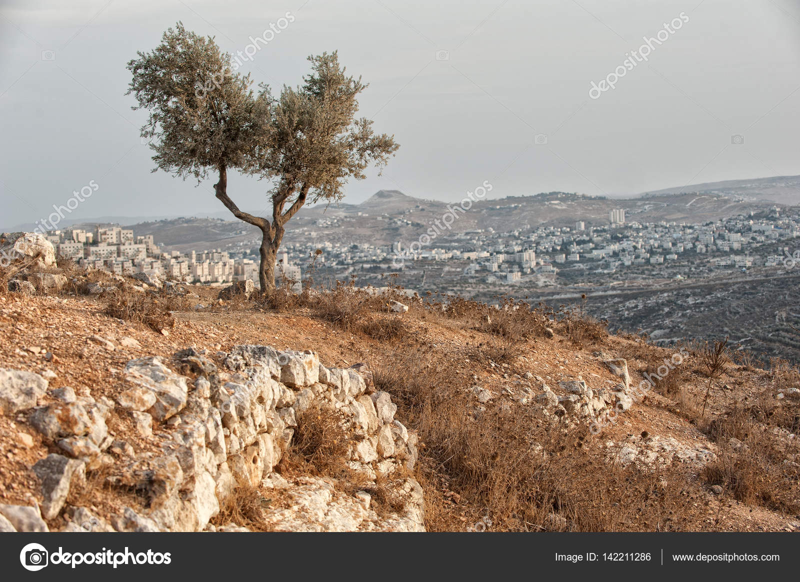 Pictures beautiful palestine Olive tree, olive wood, israel, palestine, beautiful scenery