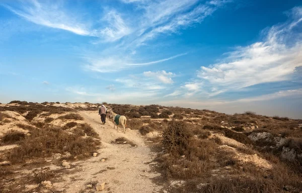 Israel, Palestina, um pastor, Magos, burro, deserto, rochoso, trav — Fotografia de Stock