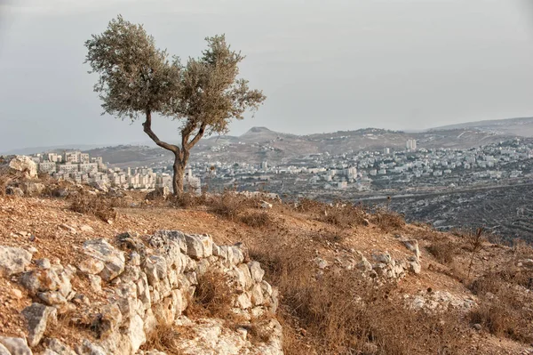 Olivo, madera de olivo, israel, palestina, hermoso paisaje — Foto de Stock