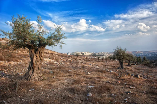 Oliveira, madeira, israel, palestina, paisagem bonita — Fotografia de Stock
