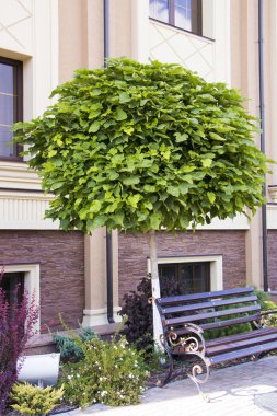 Bina arka plan üzerinde rockeries büyüyen yeşil Katalpa ağacı