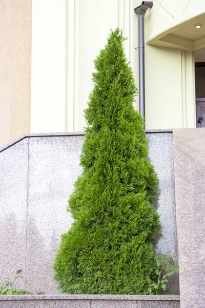 Arbor vitae, thuja, örökzöld fa Premier plán — Stock Fotó