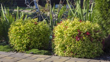 Taş döşeli bahçe büyük taşlar ve farklı bitkiler bahçede