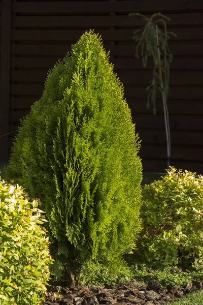 Stein mit großen Steinen und verschiedenen Pflanzen im Garten — Stockfoto