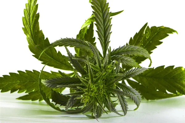 Kannabisz levél, marihuána, elszigetelt, felett fehér — Stock Fotó