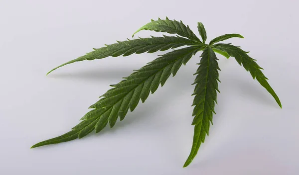 Foglia di cannabis, marijuana isolata su bianco — Foto Stock