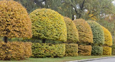 Yuvarlak bir taç ile kapmak ve sarı sonbahar bir parkta yapraklar