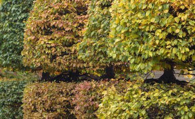 Yuvarlak bir taç ile kapmak ve sarı sonbahar bir parkta yapraklar