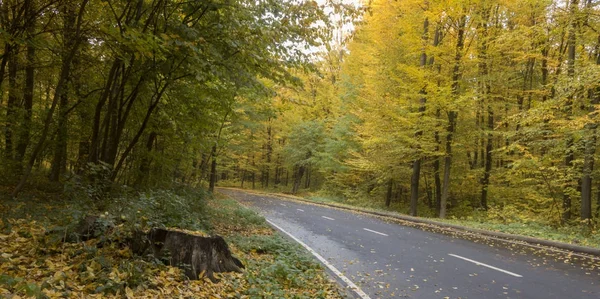 Road in the autumn forest, yellow leaves on the asphalt and trees — Stock Photo, Image