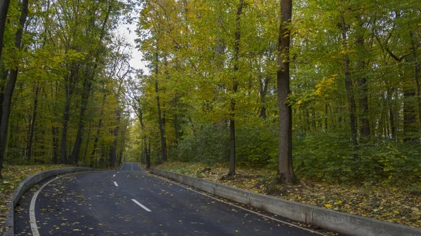 Дорога в осеннем лесу, желтые листья на асфальте и деревья — стоковое фото