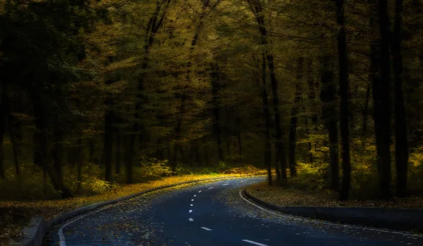 road through dark night forest in autumn