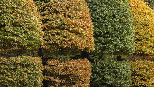Agarra con una corona redondeada y hojas amarillas en un parque de otoño —  Fotos de Stock