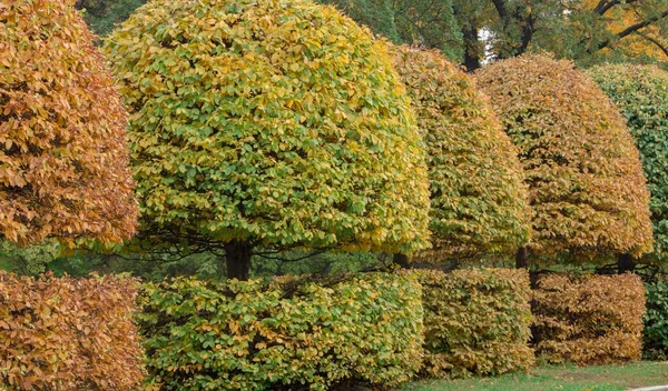 Захопити округлою короною і жовтим листям в осінньому парку — стокове фото