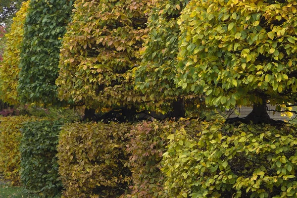 Πιάσε με στρογγυλεμένο στέμμα και κίτρινα φύλλα σε ένα Φθινοπωρινό πάρκο — Φωτογραφία Αρχείου