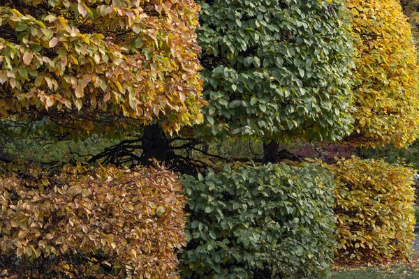 Griff mit einer runden Krone und gelben Blättern in einem herbstlichen Park — Stockfoto