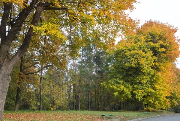 Bunte Blätter im Herbst im Park — Stockfoto