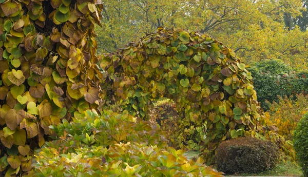 Färgglada löv på hösten i parken — Stockfoto