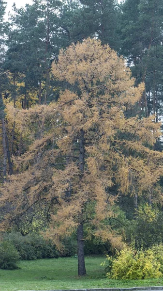 Modrin, une grande culture dans la forêt, le temps du soulagement des aiguilles — Photo