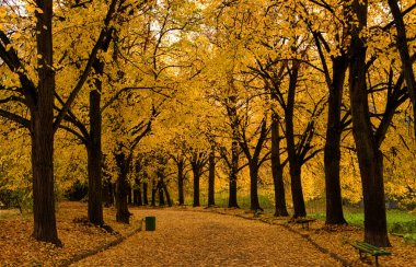 Güzel sonbahar park sokak. ağaçları ile sarı yapraklar