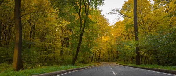 Дорога в осінньому лісі, жовте листя на асфальті і деревах — стокове фото