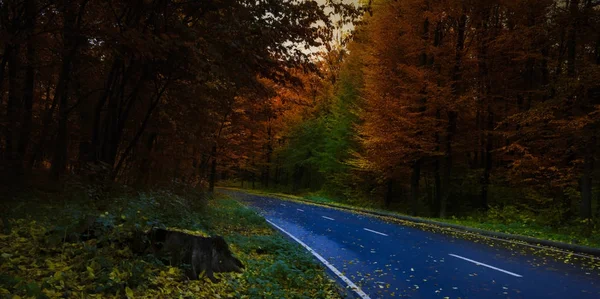 Estrada através da floresta noturna escura no outono — Fotografia de Stock