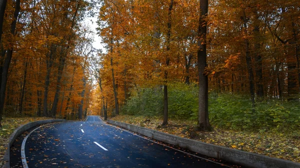 Strada attraverso la foresta oscura notte in autunno — Foto Stock